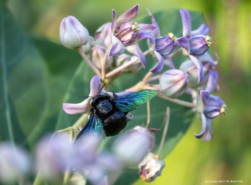 Réf. 316 203 : Xylocopa tenuiscapa